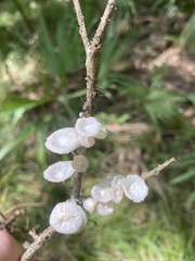 Tetrapyrgos nigripes