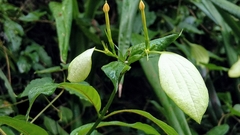 Mussaenda formosanum