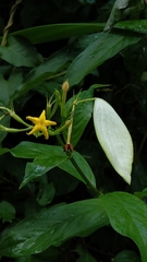 Mussaenda formosanum