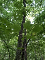 Acer nigrum