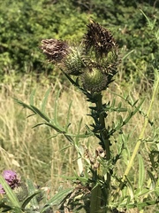 Cirsium eriophorum