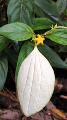 Mussaenda formosanum
