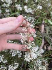Hakea lissocarpha