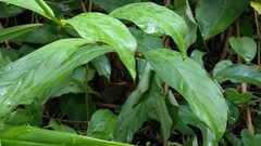 Mussaenda formosanum