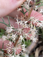 Hakea lissocarpha