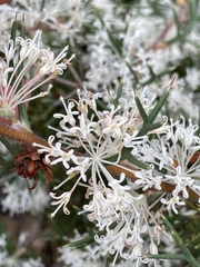 Hakea lissocarpha