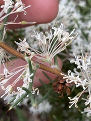 Hakea lissocarpha