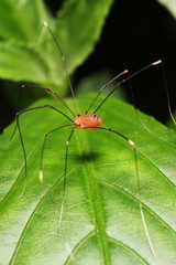 Pseudogagrella splendens