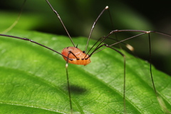 Pseudogagrella splendens