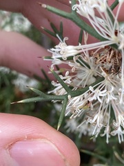 Hakea lissocarpha