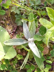 Podosphaera epilobii