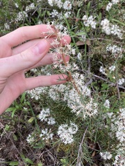Hakea lissocarpha