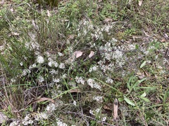 Hakea lissocarpha