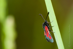 Zygaena nevadensis
