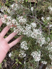 Hakea lissocarpha
