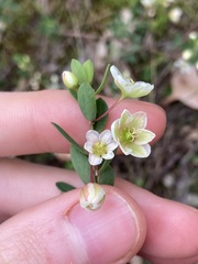 Phyllanthus calycinus