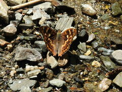 Apatura ilia