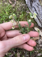 Phyllanthus calycinus