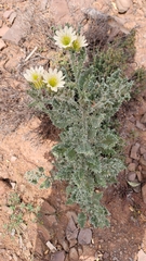 Codon royenii