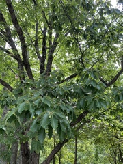 Quercus montana