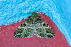 Geometridae