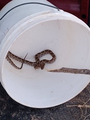 Pantherophis emoryi