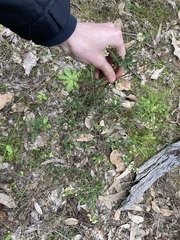 Phyllanthus calycinus