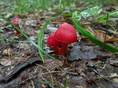 Hygrocybe punicea