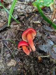 Hygrocybe punicea