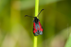 Zygaena nevadensis