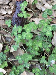 Trifolium subterraneum