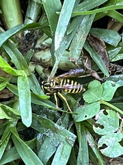 Vespula squamosa