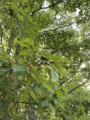 Quercus montana