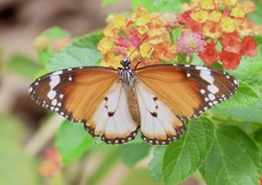 Danaus chrysippus chrysippus
