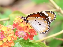 Danaus chrysippus chrysippus