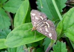 Pyrausta ostrinalis