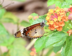 Danaus chrysippus chrysippus
