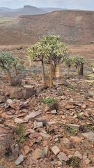 Aloidendron dichotomum