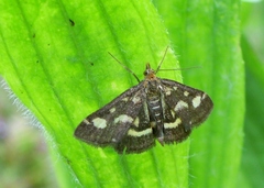 Pyrausta ostrinalis