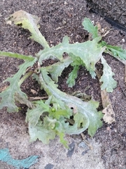 Golovinomyces fischeri