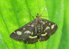 Pyrausta ostrinalis