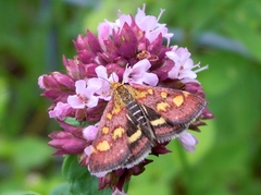 Pyrausta purpuralis