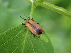 Odontota dorsalis