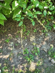 Persicaria virginiana