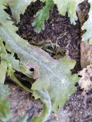 Golovinomyces fischeri