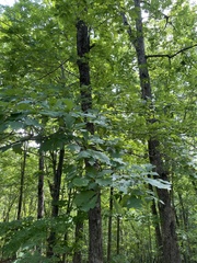 Quercus alba