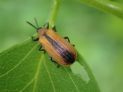 Odontota dorsalis