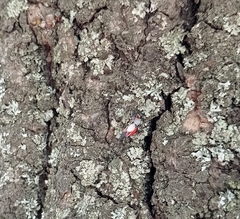 Oxycarenus lavaterae