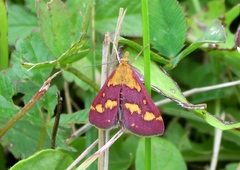 Pyrausta purpuralis