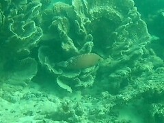 Cheilinus chlorourus